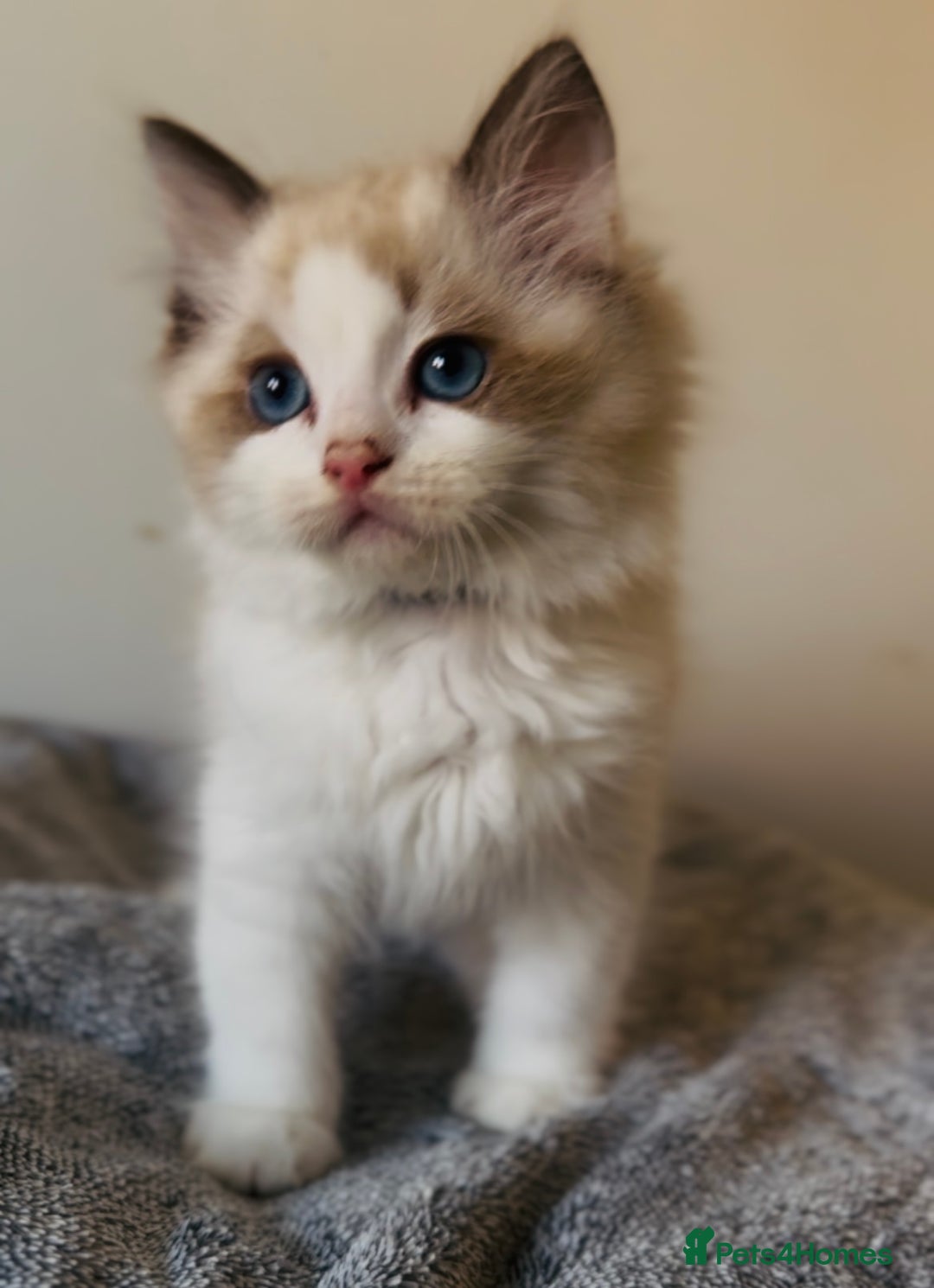 Ragdoll cats for sale: 🐾Tica full pedigree🩷 EU Ragdoll 🐱🐾DNA Clear ❤️ - Image 12