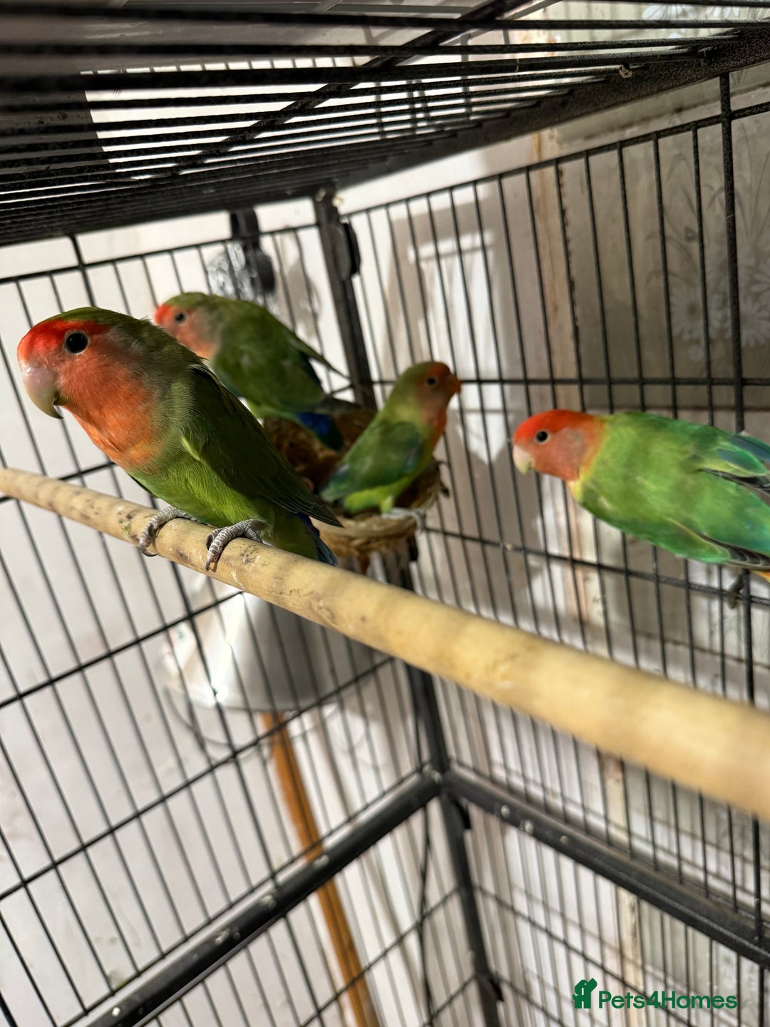 Canaries birds for sale: Love birds  - Image 3