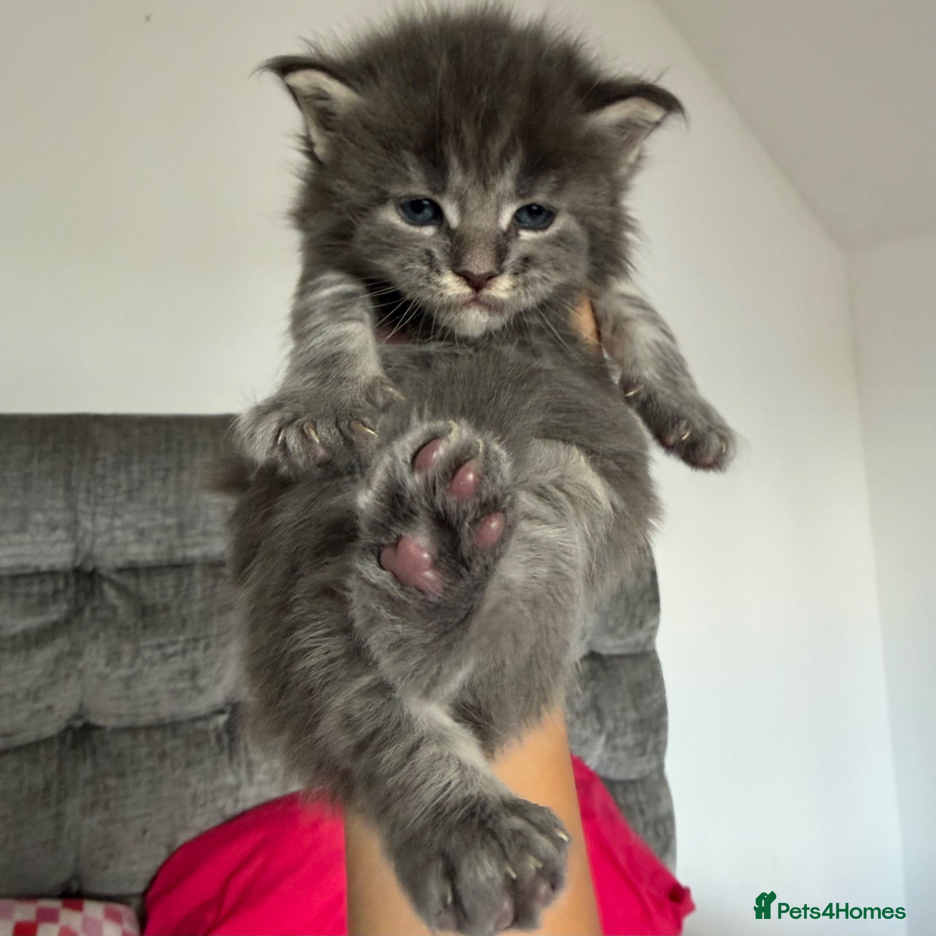 Maine Coon cats Maine Coon Import European bloodline - Advert 17