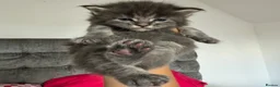 Maine Coon cats for sale: Maine Coon Import European bloodline - Advert 4