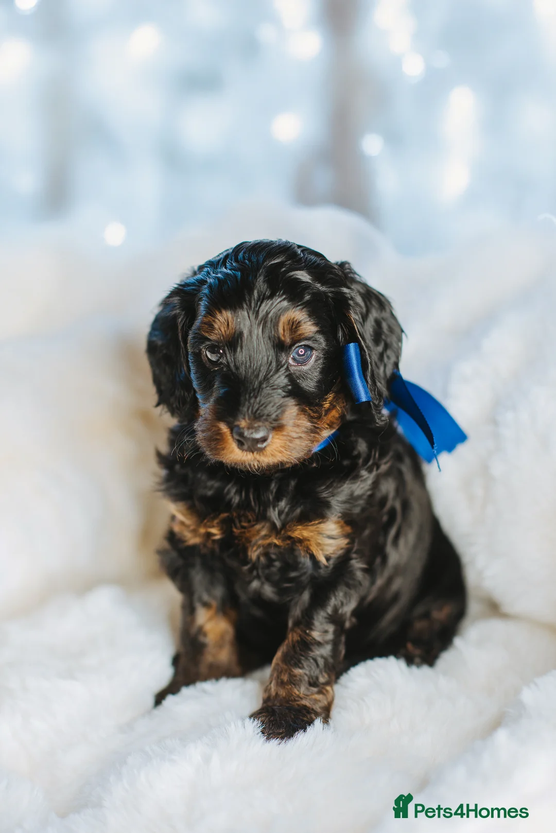 Cockapoo dogs for sale:  READY NOW!! 💙🐶💙2 boys Amazing F1b Cockapoos  - Advert 1