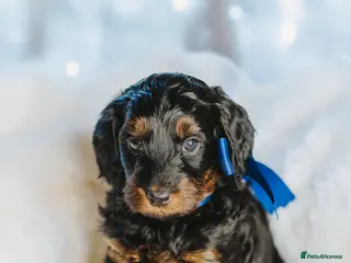 Cockapoo dogs READY NOW!! 💙🐶💙2 boys Amazing F1b Cockapoos - Advert 2