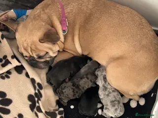 French Bulldog dogs French Bulldog puppies - Advert 1