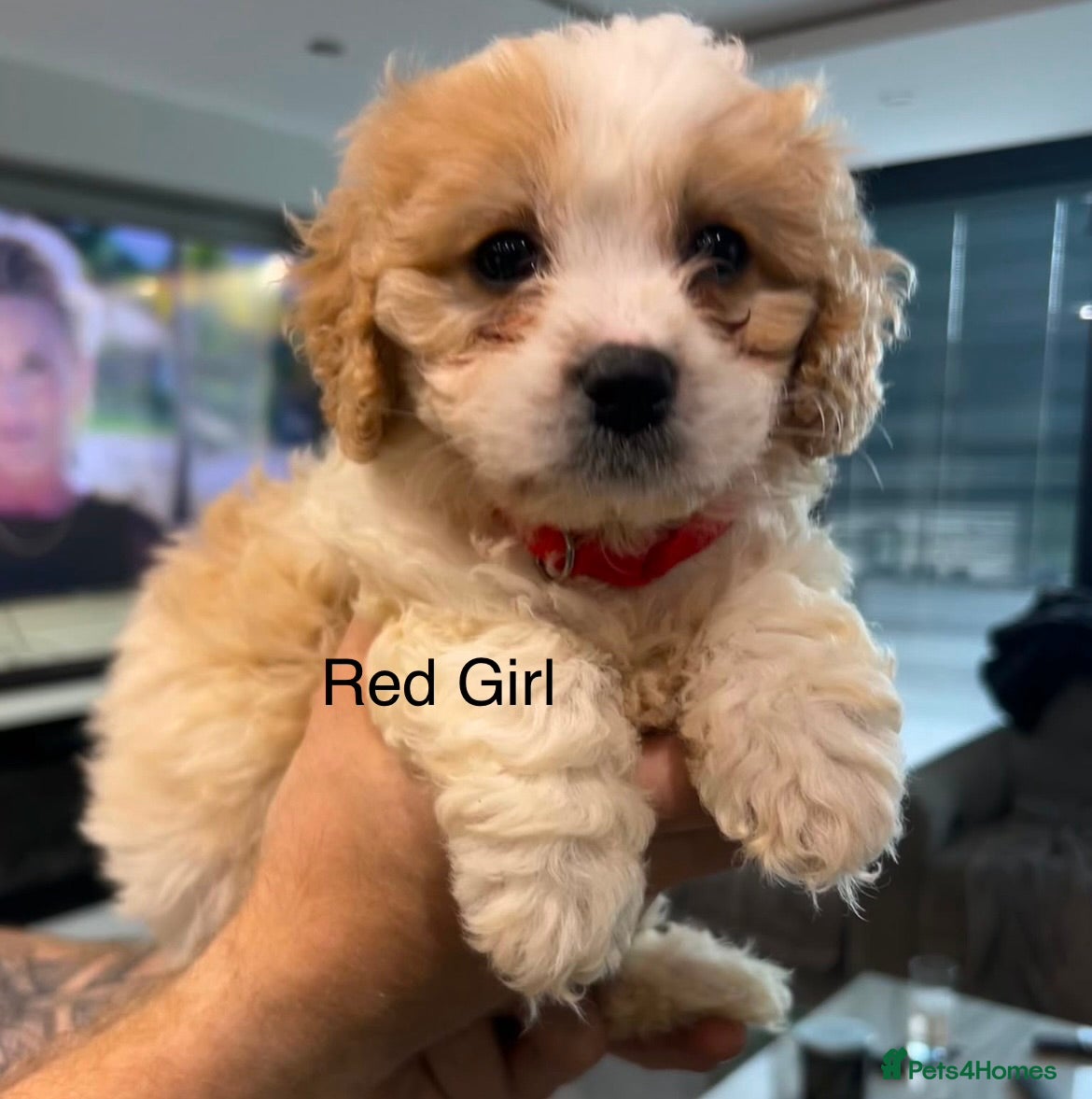 Cavapoo dogs F1 Cavapoo’s ready for new homes-1 boy & 3 girls - Advert 1