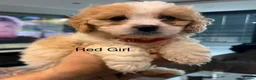 Cavapoo dogs for sale: F1 Cavapoo’s ready for new homes-1 boy & 3 girls - Advert 13