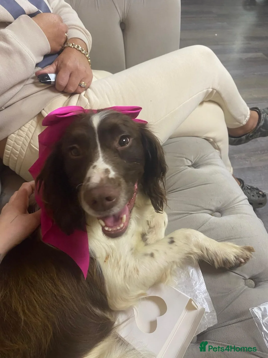 Cocker Spaniel dogs for sale: Cocker spaniel - Advert 1