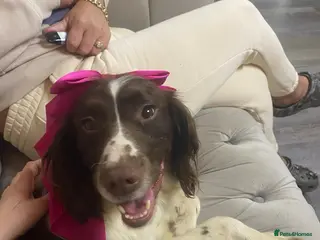 Cocker Spaniel dogs Cocker spaniel - Advert 4