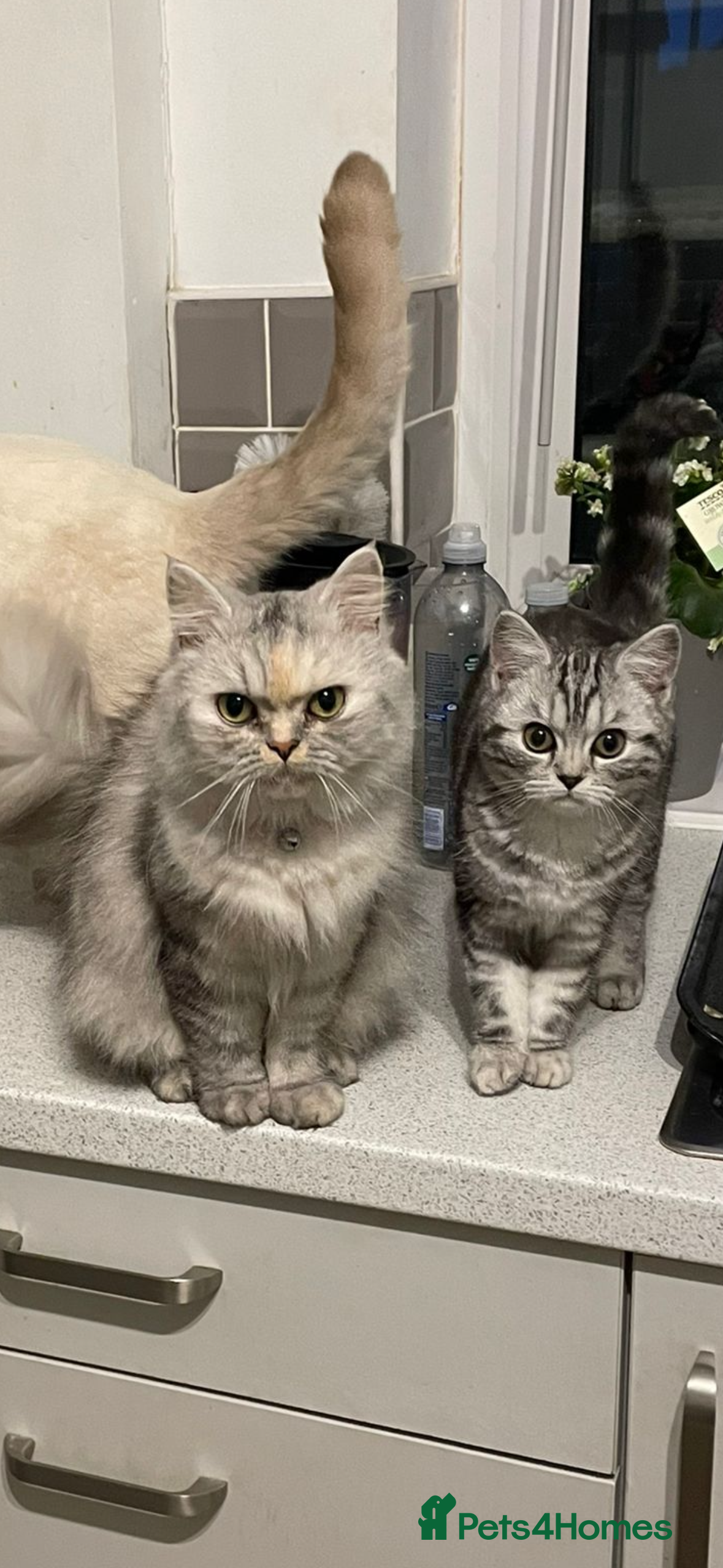 Persian cats Persian/ragdoll kittens available  - Advert 1