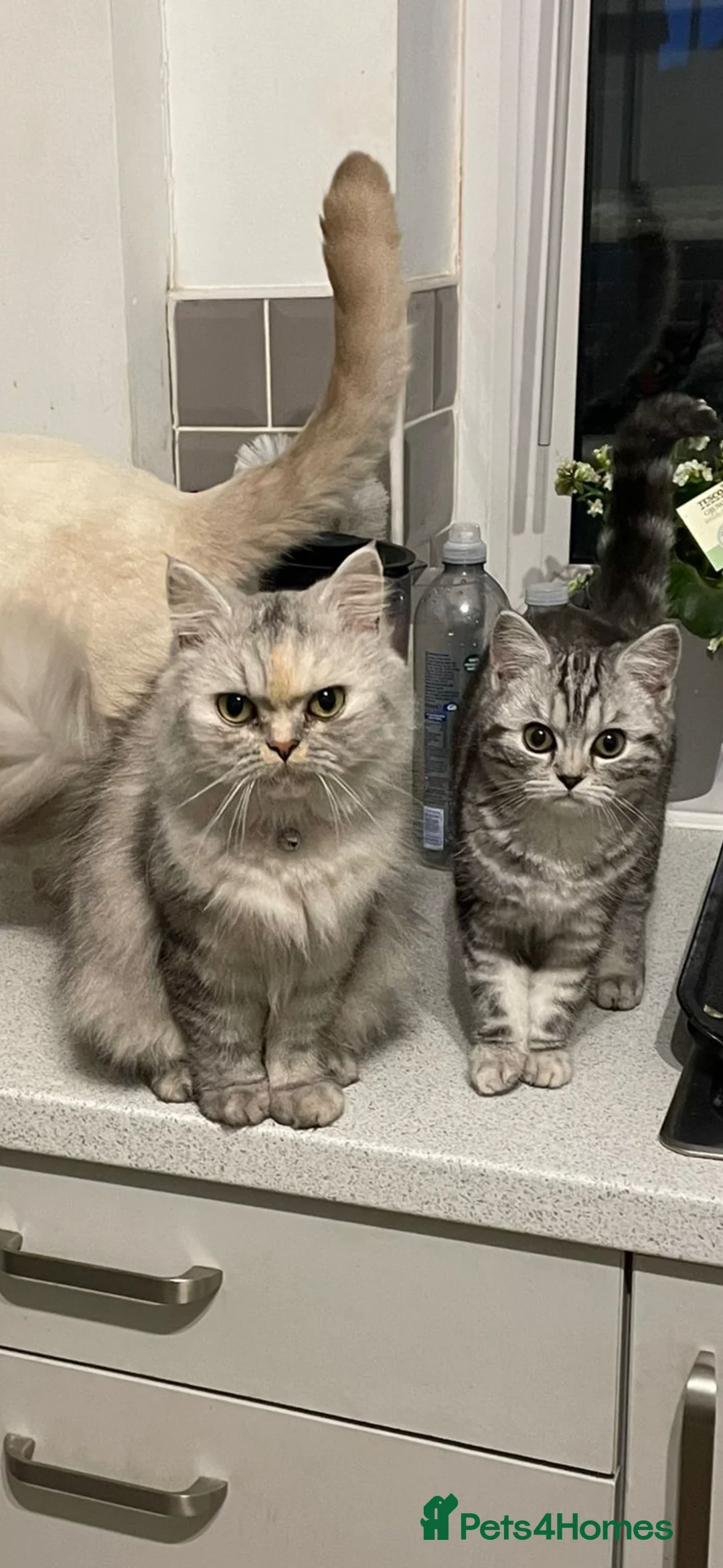 Persian cats for sale: Persian/ragdoll kittens available  - Advert 1