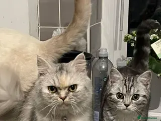 Persian cats Persian/ragdoll kittens available - Advert 1