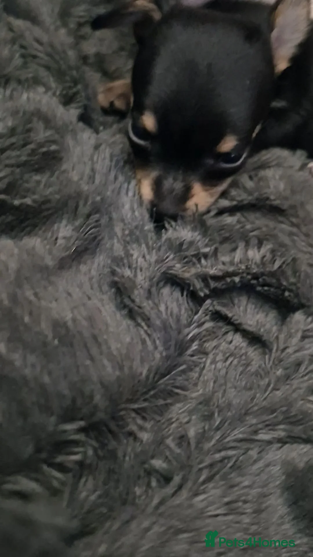 Chihuahua dogs for sale:  **  chihuahua puppies  in Cardiff - Advert 6
