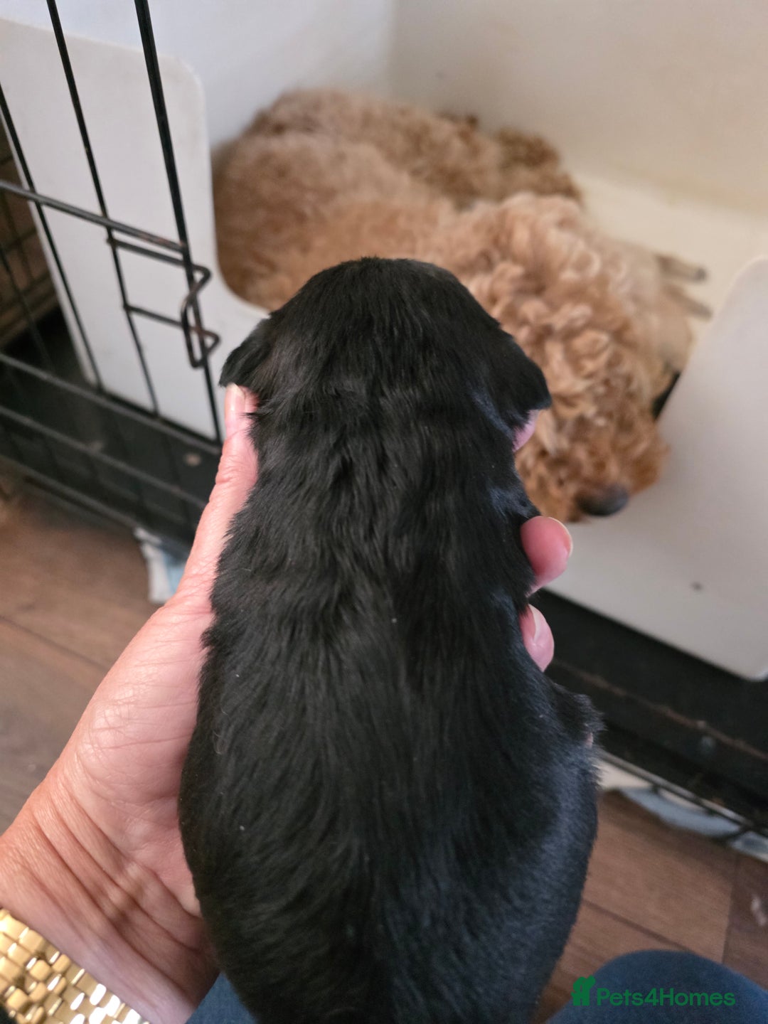 Mixed Breed dogs for sale: Schnockerpoo's - Image 9