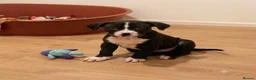 Mixed Breed dogs for sale: Beautiful mixed breed puppies - Advert 14