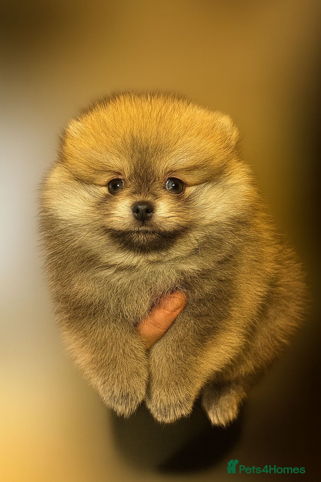 Pomeranian dogs for sale: KC registered small Pomeranians - Advert 6