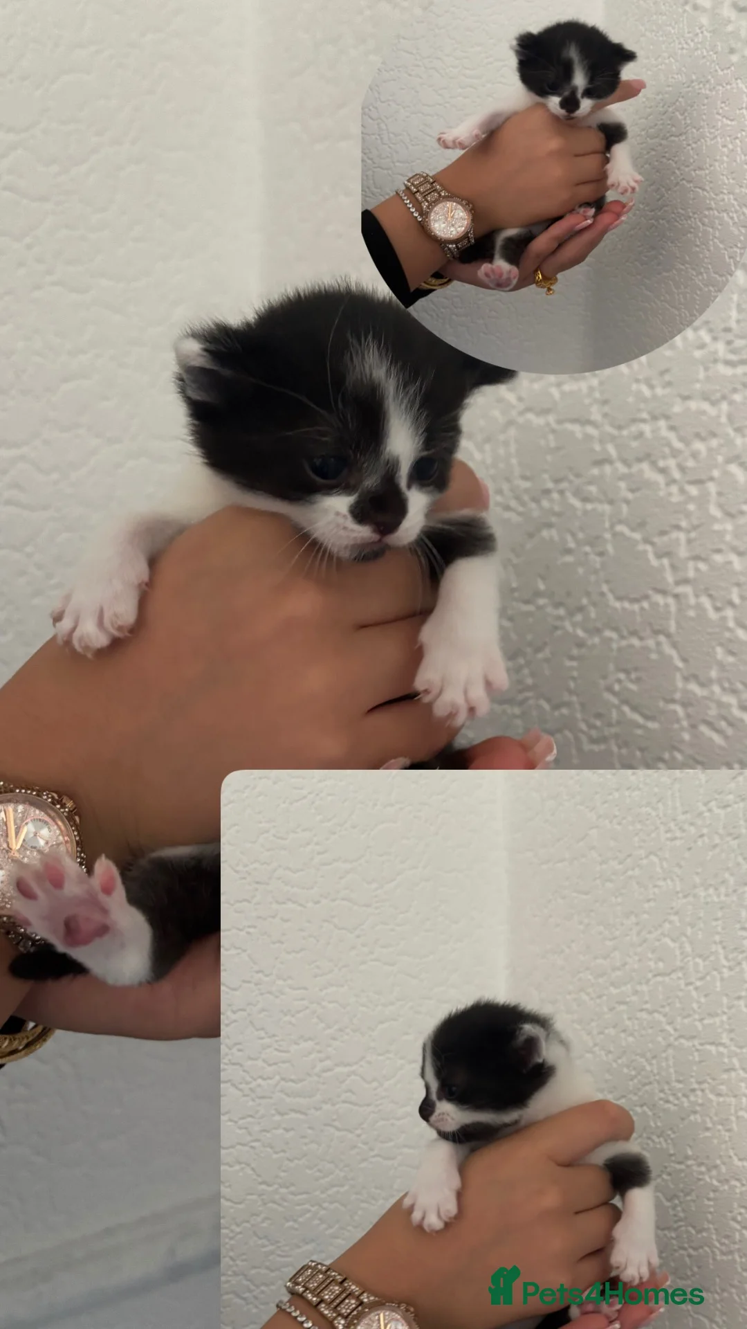 Mixed Breed cats for sale: Raggamuffin/Tabby Kittens - Advert 4