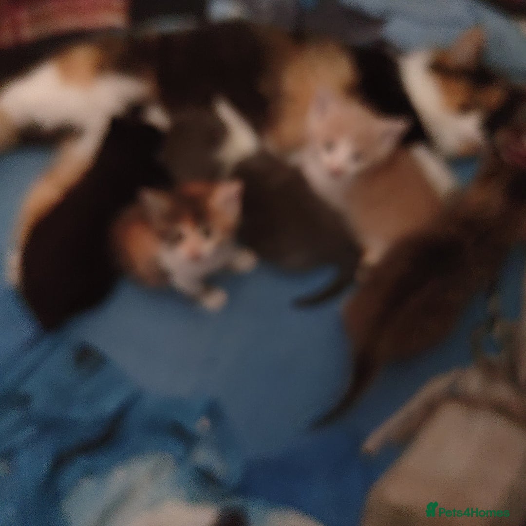 Mixed Breed cats for sale: For sale  - Image 5