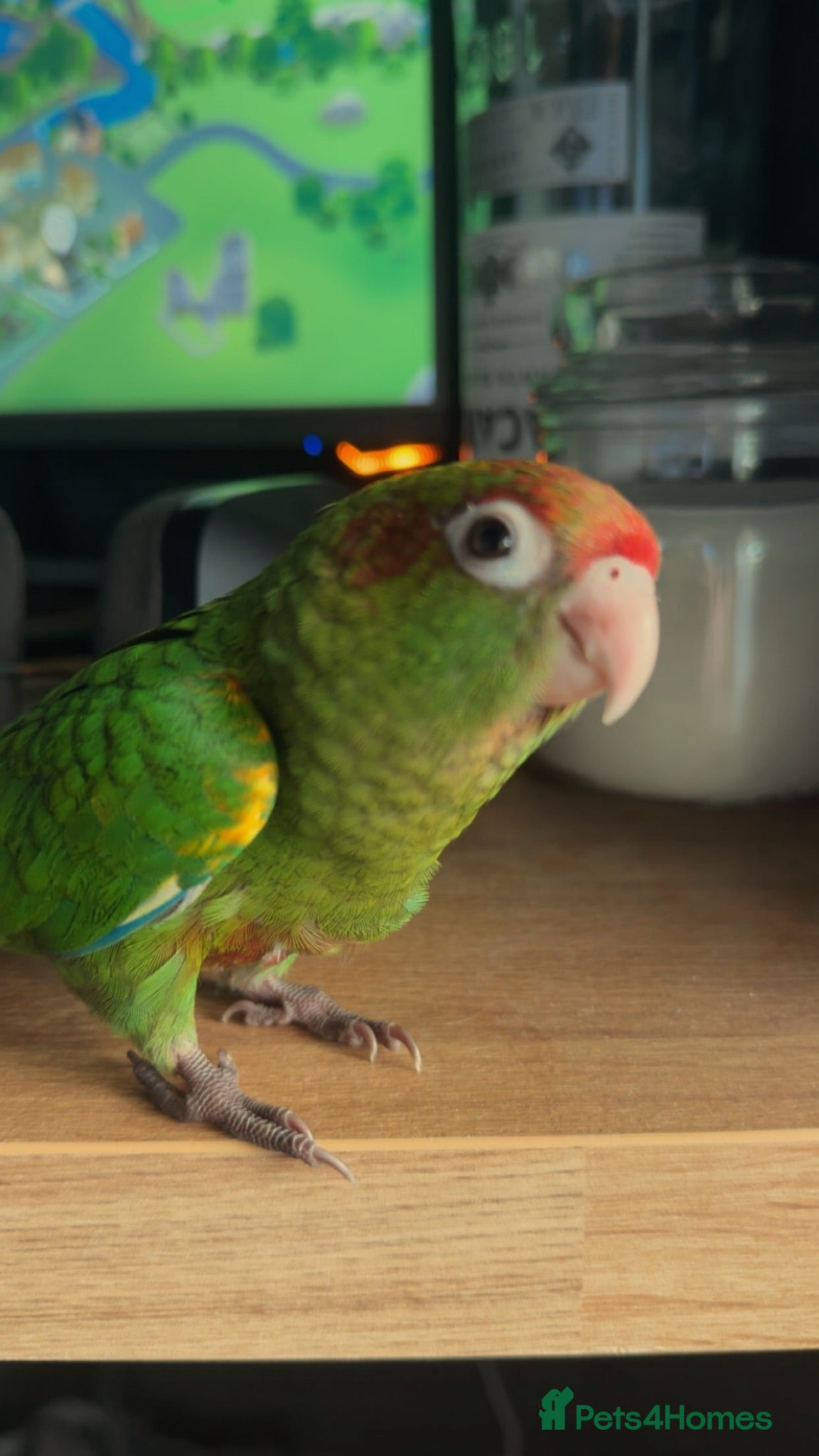 Conures birds Very tame conure - Advert 6