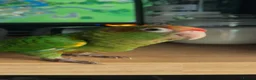 Conures birds for sale: Very tame conure - Advert 1