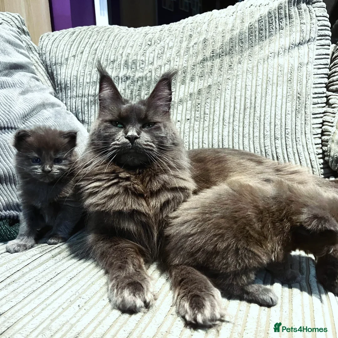 Maine Coon cats for sale: Blue Smoke Pure Breed Maine Coon Kittens Available - Advert 7