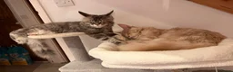Maine Coon cats for sale: Maine Coons  - Advert 3