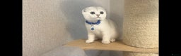 Scottish Fold cats for sale: Beautiful Scottish Straight&Fold Kittens Available - Advert 10