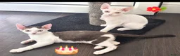 Devon Rex cats for sale: Darling Devons  - Advert 13
