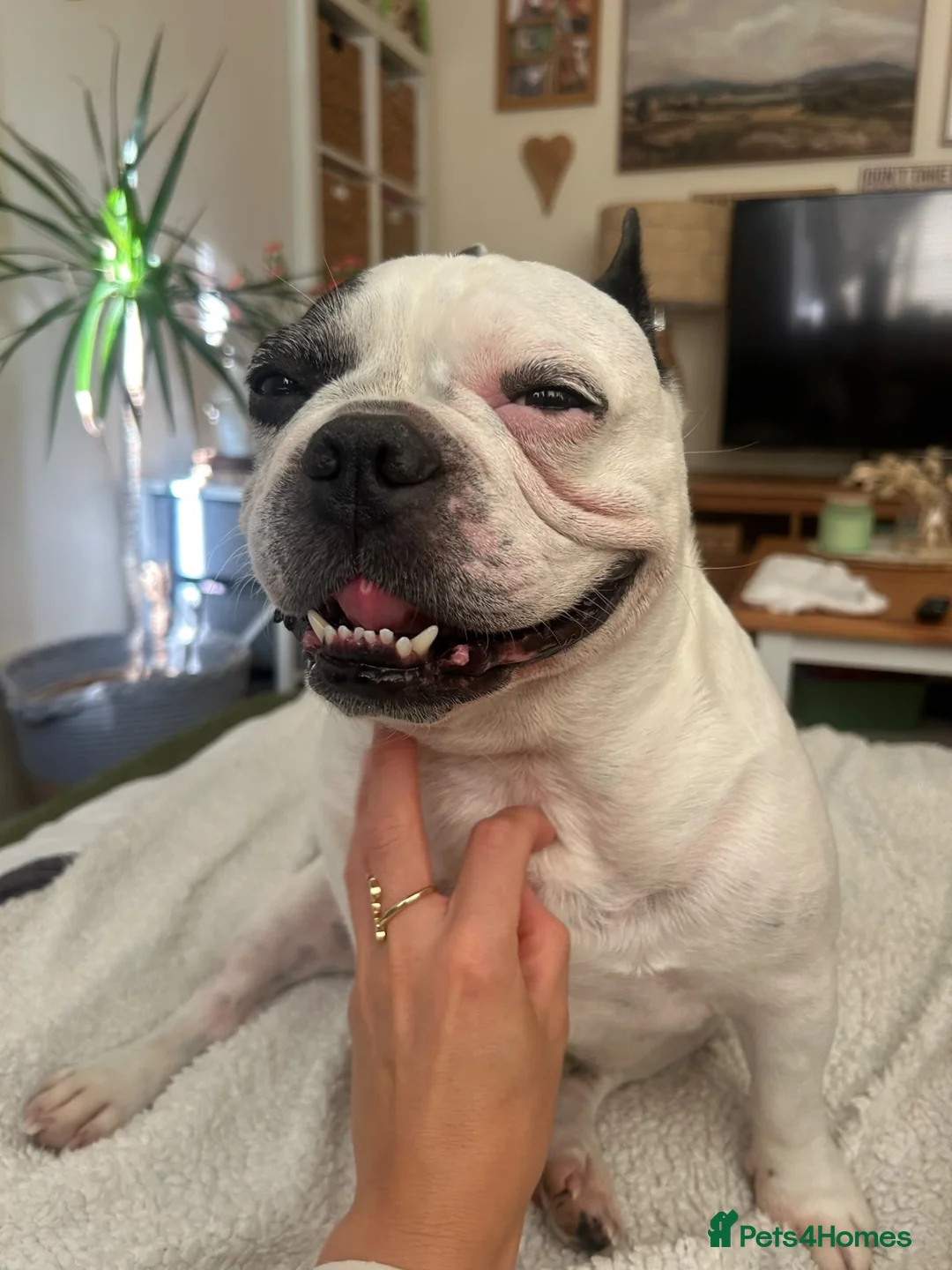 French Bulldog dogs for sale: French Bulldog - Rico - 9 Years Old - Advert 4