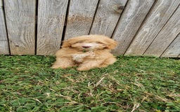 Cavapoo dogs for sale: 1 Girl Remaining ⭐️ Reduced ⭐️ F1b Cavapoos ⭐️ - Image 3