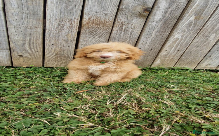 Cavapoo dogs - Advert 7