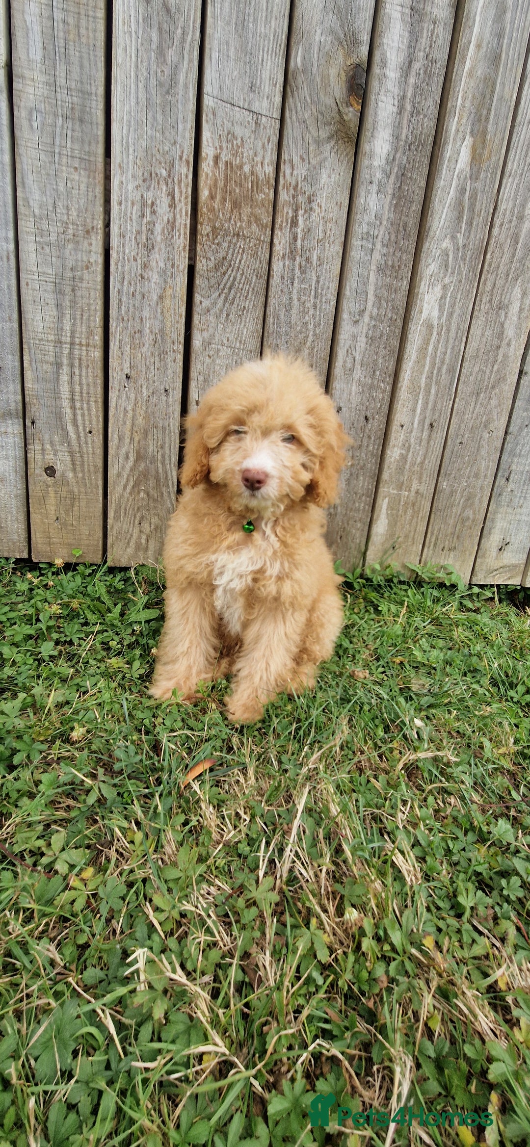 Cavapoo dogs for sale: 1 Girl Remaining ⭐️ Reduced ⭐️ F1b Cavapoos ⭐️ - Image 3
