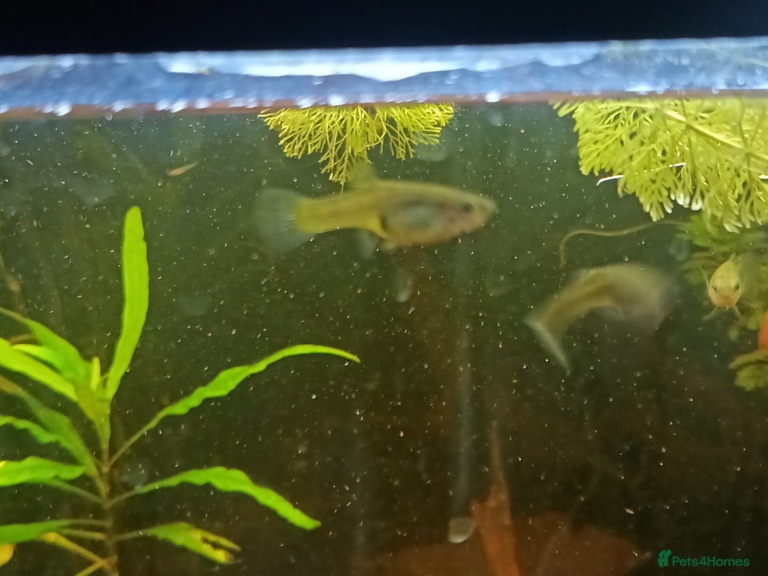 Plecos fish for sale: Yellow plecos, guppies and platys for Sale - Advert 3