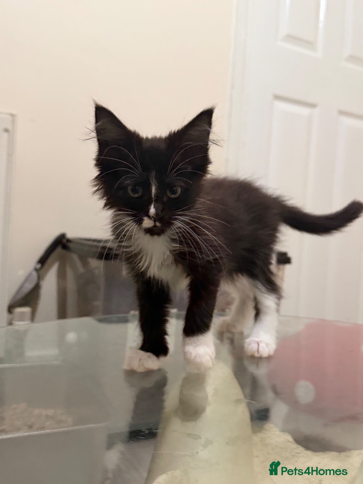 Maine Coon cats Maincoon kittens READY TO GO - Advert 2