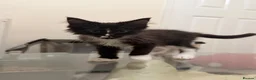Maine Coon cats for sale: Maincoon Kitten last boy  - Advert 6