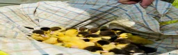 Ducks poultry for sale: Muscovy Ducks - Healthy Young Proven Layers in Welshpool - Advert 3