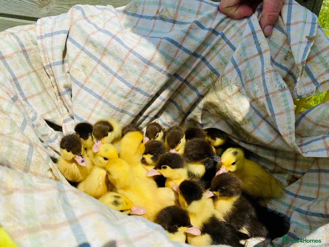 Ducks poultry for sale: Muscovy Ducks - Healthy Young Proven Layers in Welshpool - Advert 3