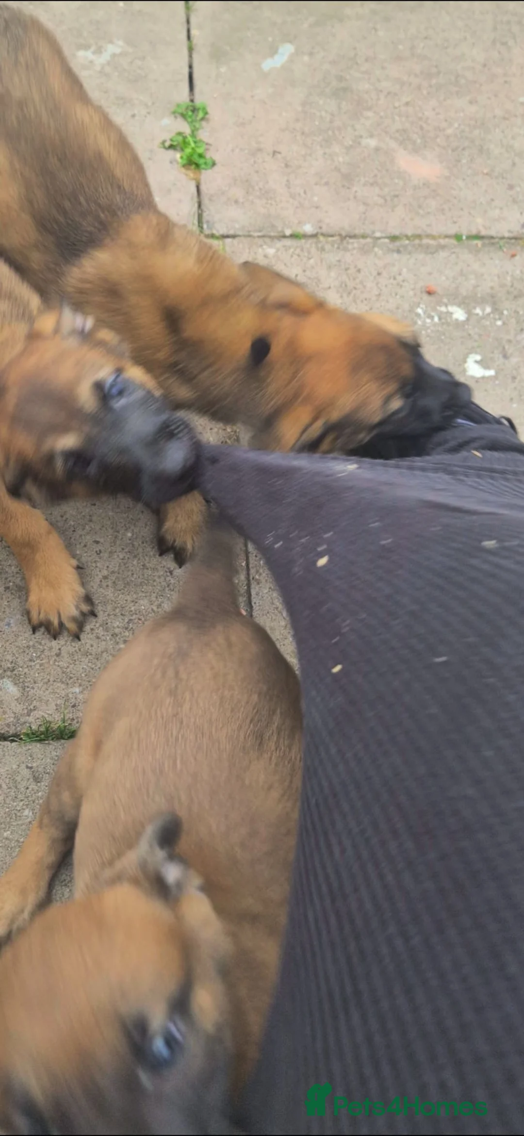 Belgian Shepherd Dog dogs for sale: WORKINGLINE PUPS FOR SALE in Birmingham - Advert 9