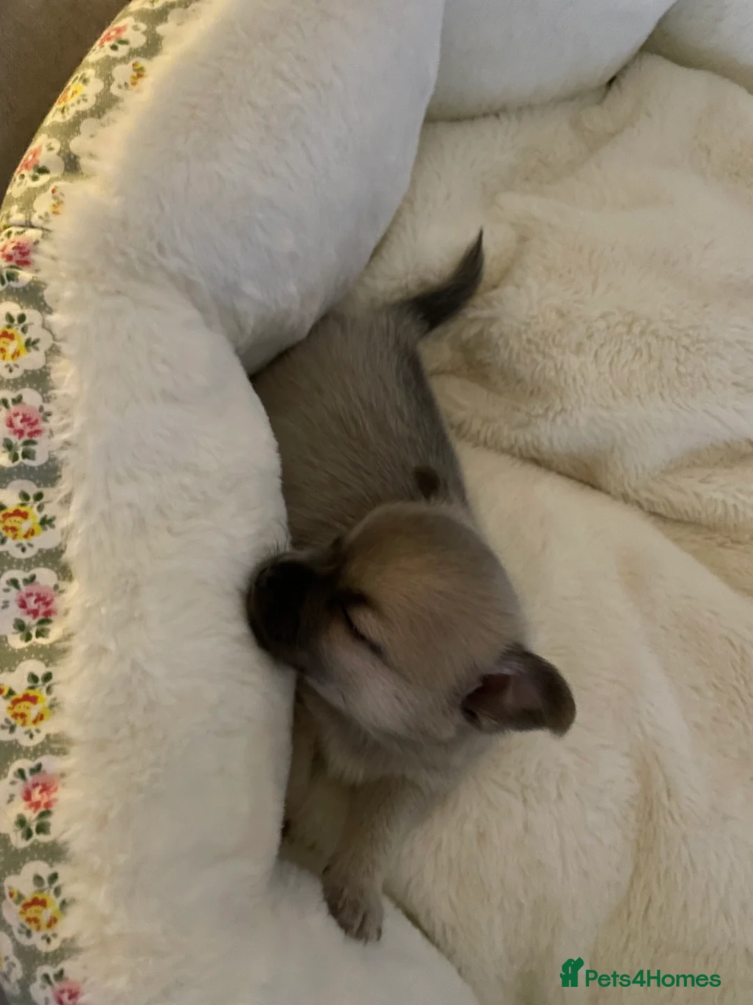 Chihuahua dogs for sale: Chihuahua girls - Advert 9