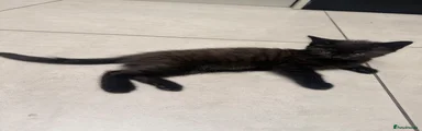Kitten 1 🩷