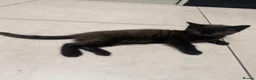 Mixed Breed cats for sale: Looking for loving homes for 6 adorable kittens - Advert 7
