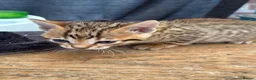 Bengal cats for sale: Stunning Bengal kittens  - Advert 4