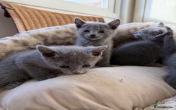 Russian Blue cats for sale: American lines Russian Blue Kittens. - Image 15