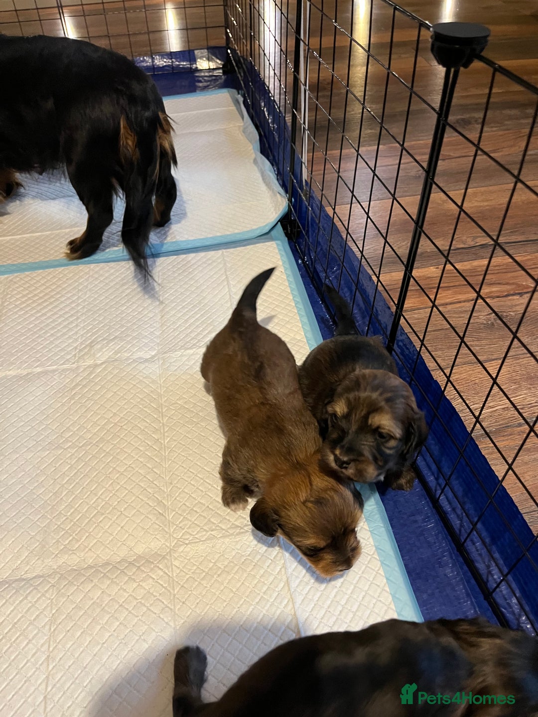 Mixed Breed dogs for sale: Beautiful Zuchon Doxies - Advert 33