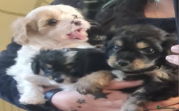 Cavapoo dogs for sale: 3 stunning cavapoo female puppies - Image 4