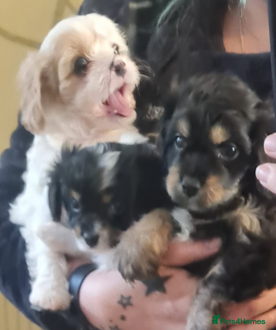 Cavapoo dogs for sale: 3 stunning cavapoo female puppies - Image 4