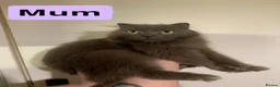Scottish Fold cats for sale: Lovely & Energetic, Blue Scottish Straight Kitten! - Advert 17