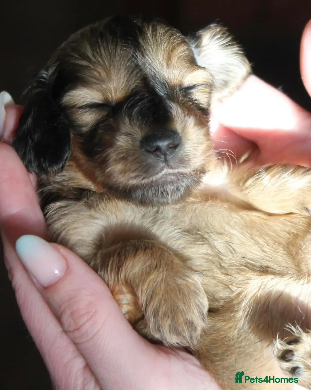 Miniature Dachshund dogs for stud:  Cream i/i long haired Miniature Dachshund  in Newton Abbot - Advert 7