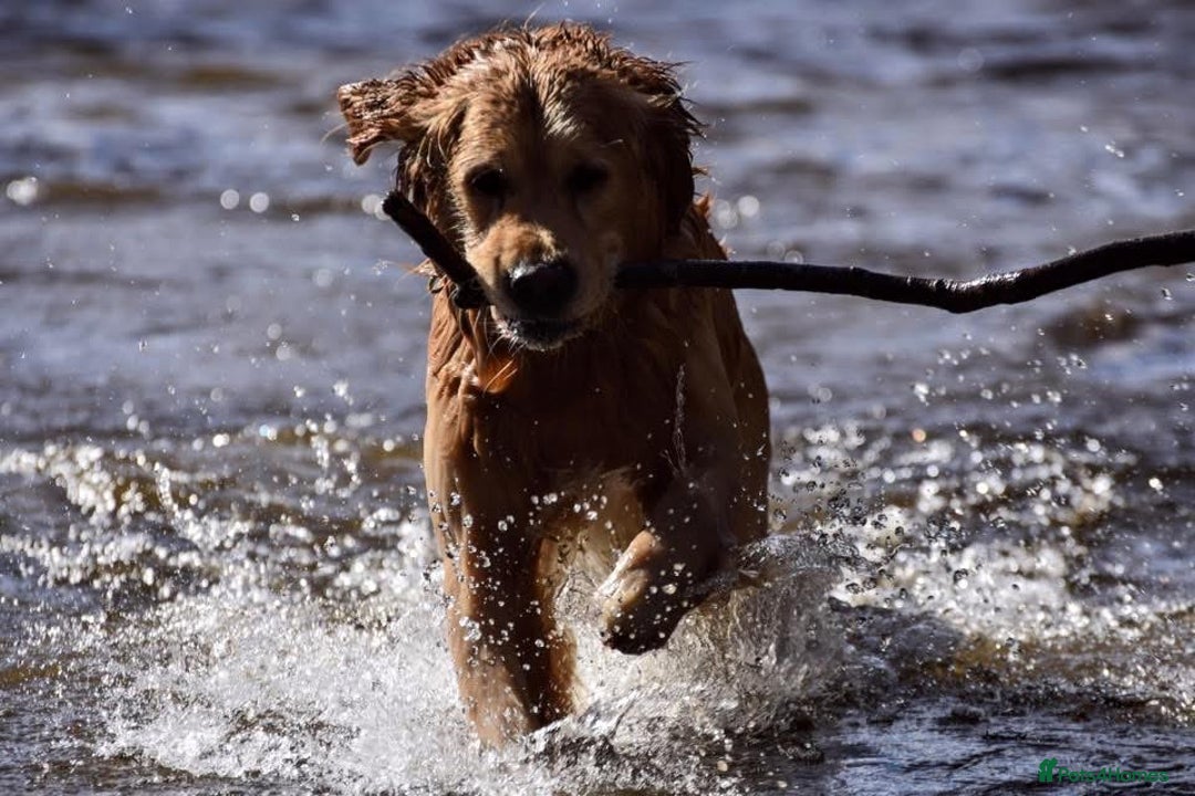 Golden Retriever dogs for stud: Jai- for stud - Advert 3