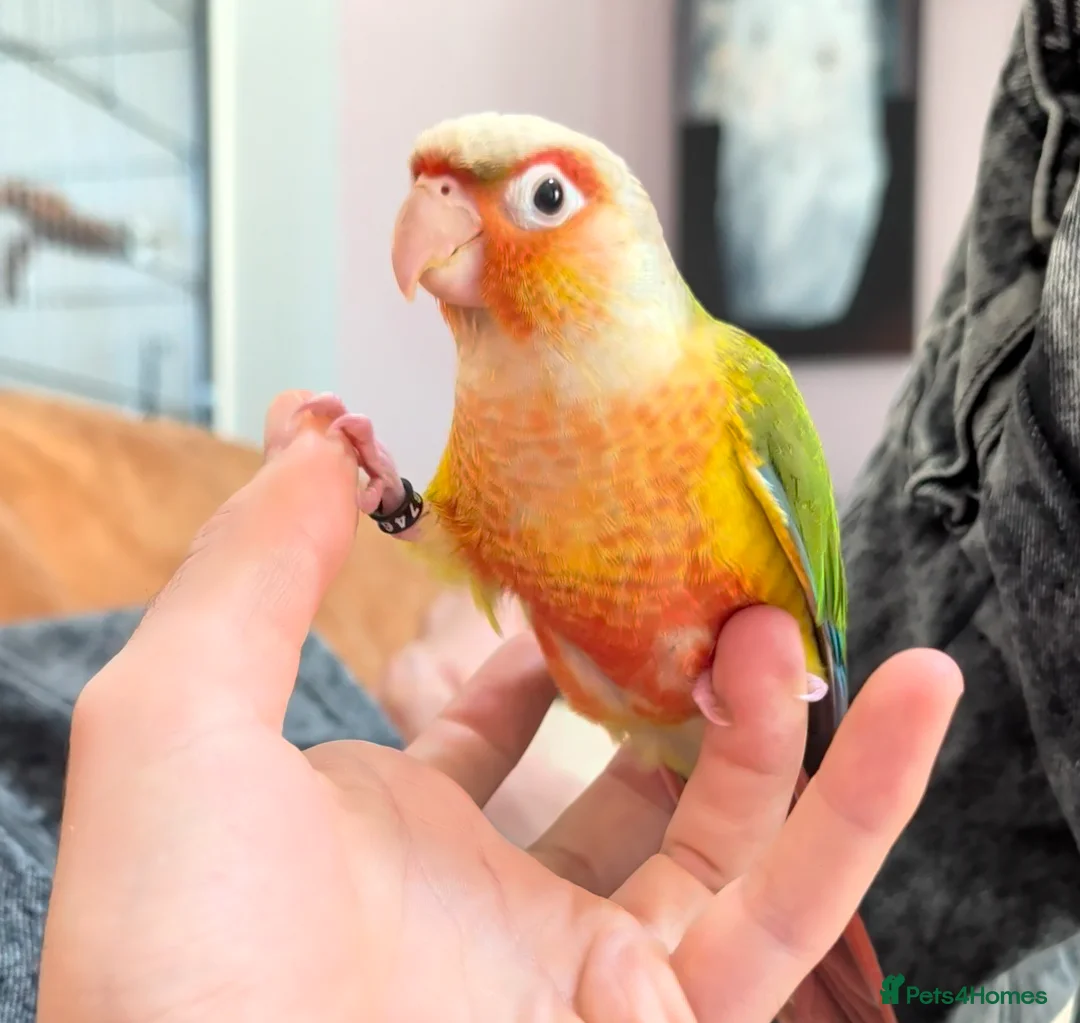Conures birds for sale: Tame Conure Female  - Advert 2