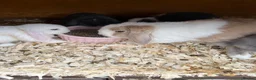Mini Lop rabbits for sale: Stunning litter of mini lops READY NOW - Advert 13