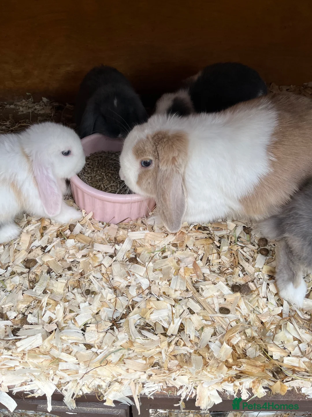Mini Lop rabbits for sale: Stunning litter of mini lops READY NOW - Advert 13